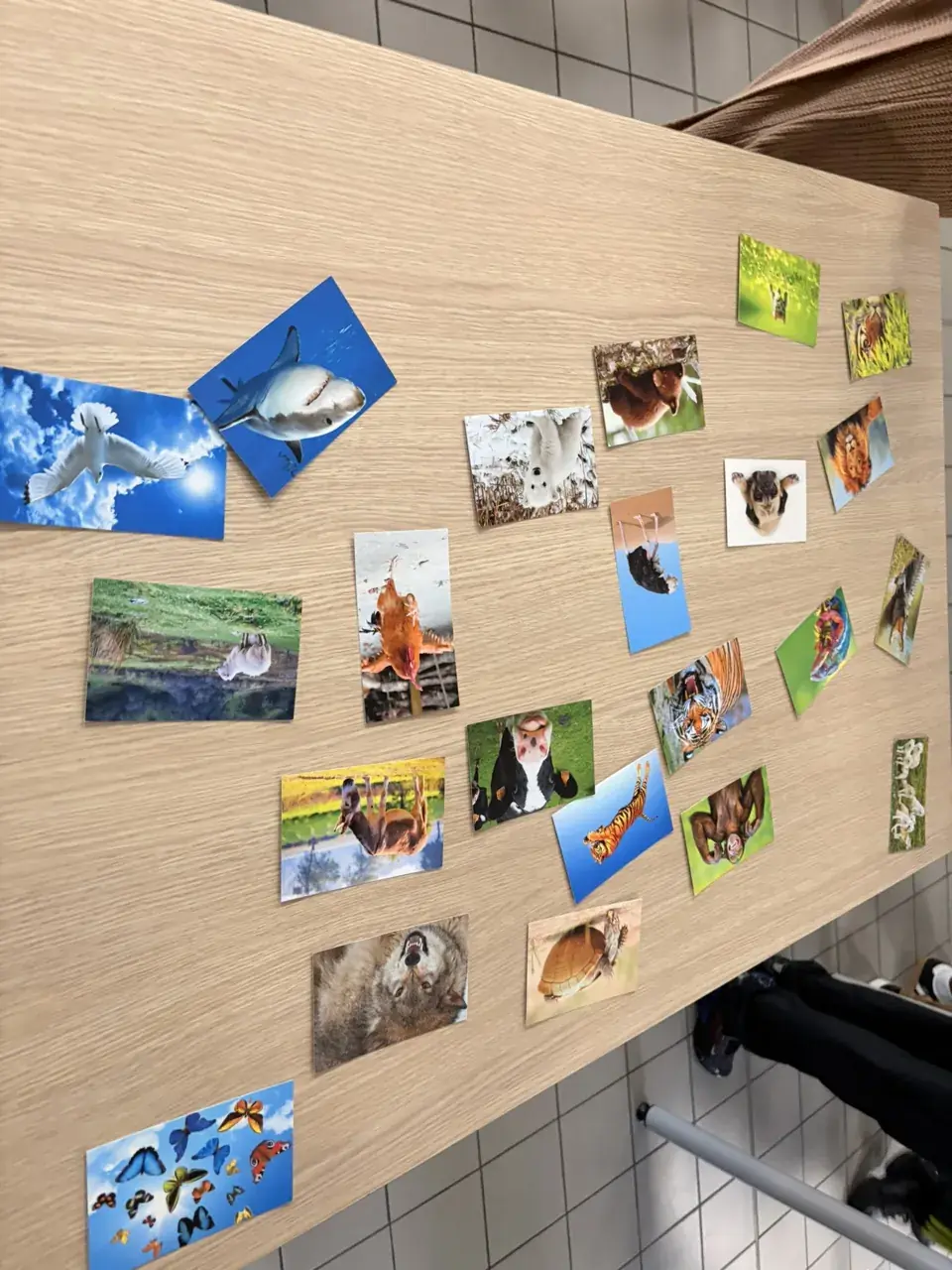 Cartes photos d’animaux disposées sur une table pour lancer les échanges entre participants